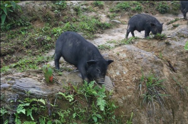 Detectados en Navarra cruces de cerdos vietnamitas con jabalíes